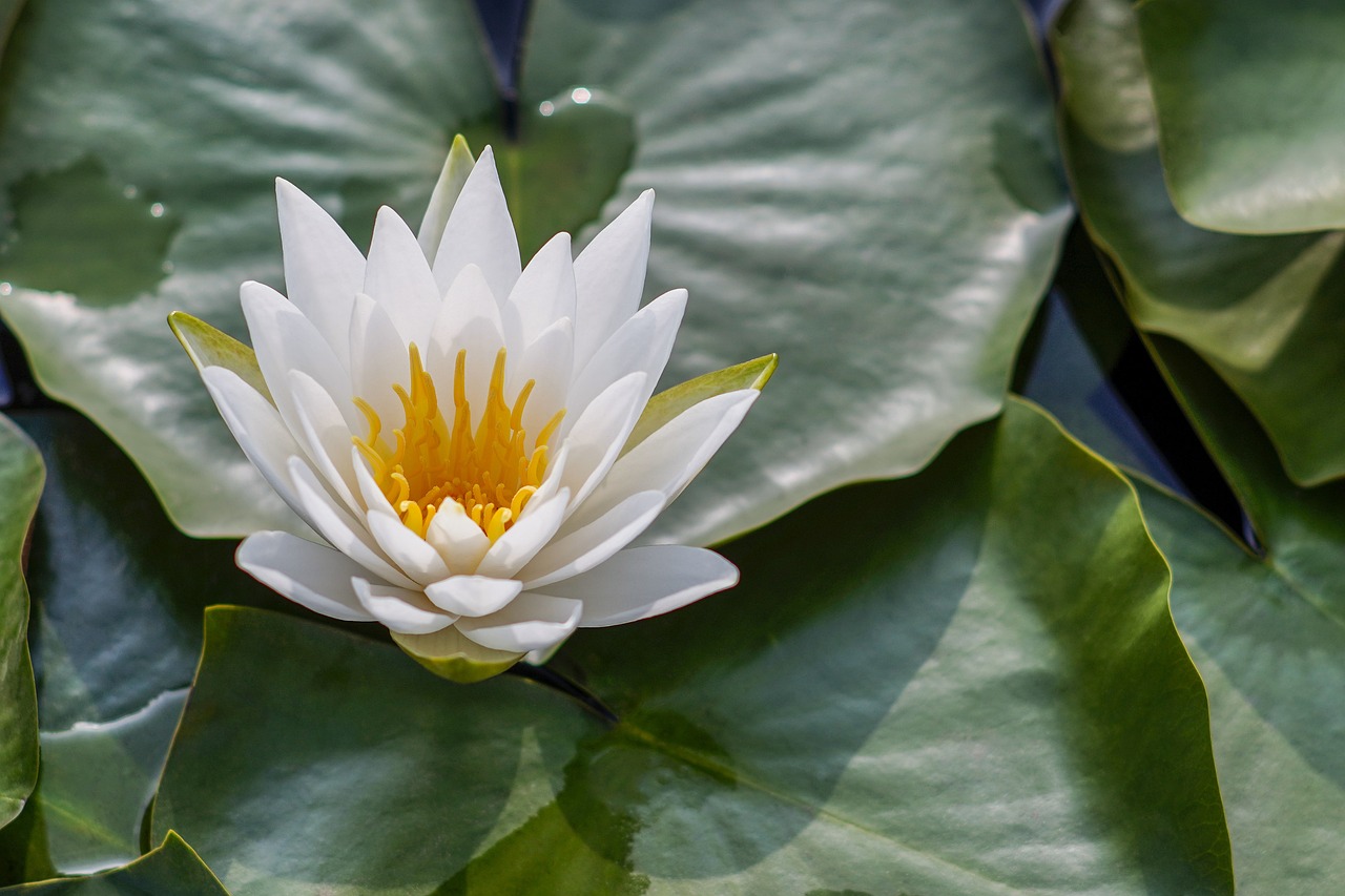 Meditation Group